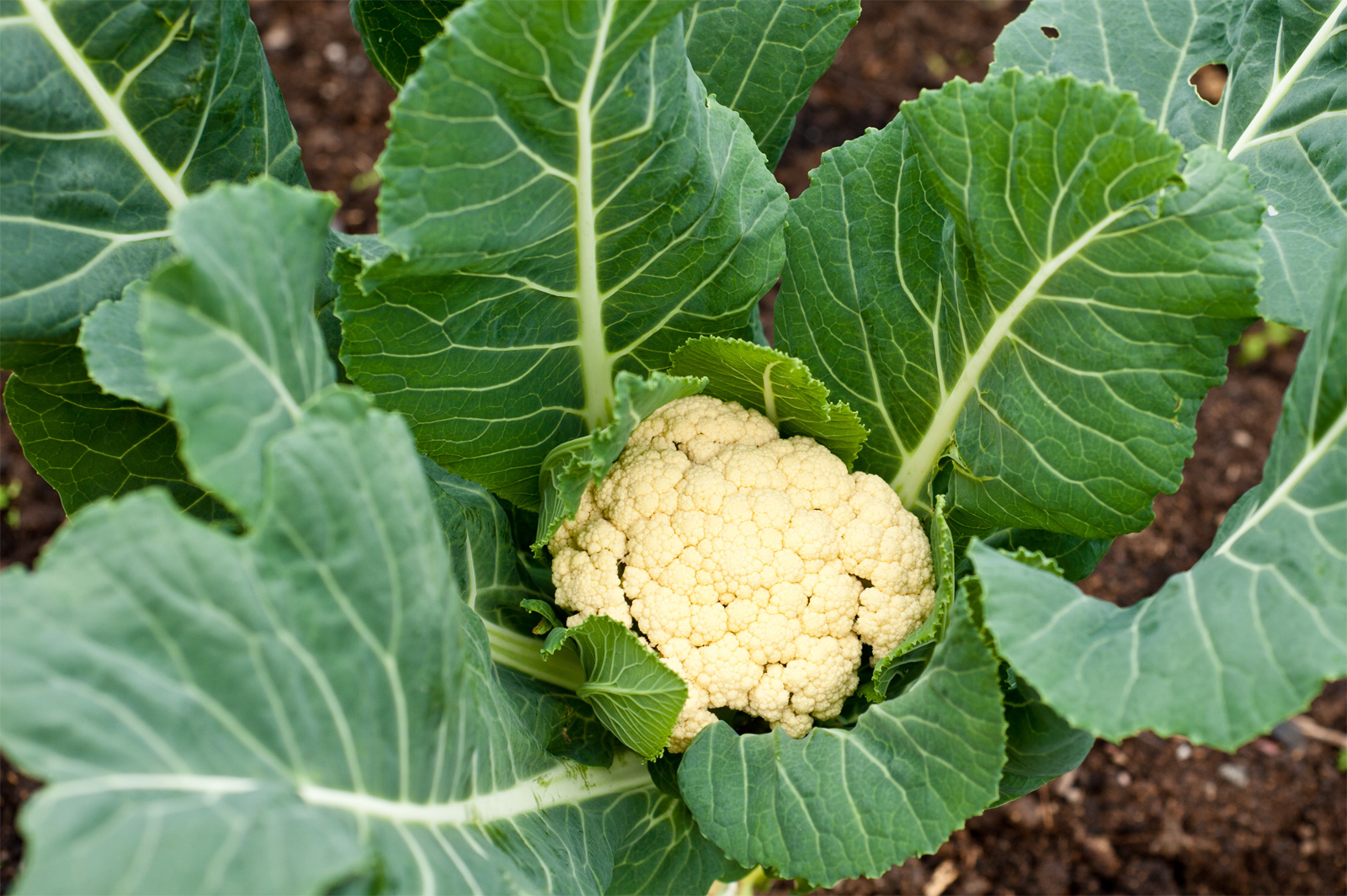 Growing Organic Cauliflower Bacria COM free-milton-s-cauliflower-crust-pizza-at-walmart-the-krazy-coupon-lady