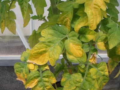 Yellow Leaves On Tomato Plant | Bacria.com